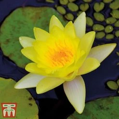 Water Lily Trio With A Pond Basket -plant water yellow3