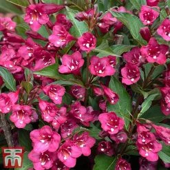 Weigela 'Towers Of Flowers'® Duo -plant weig ch2
