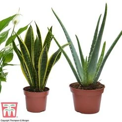 Wellbeing Collection -plant well3