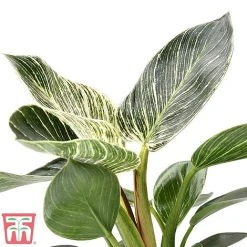 Philodendron 'White Measure' -plant white210