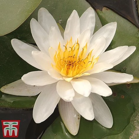 Water Lily White With A Pond Basket 1 Water Lily White With A Pond Basket