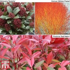 Winter Interest Shrub Collection