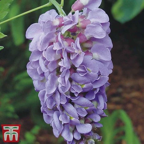 Wisteria Sinensis 'Amethyst' 1 Wisteria Sinensis 'Amethyst'