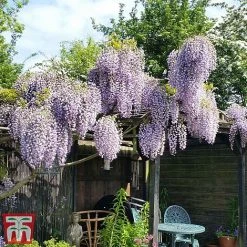 Wisteria Sinensis 'Prolific' 14 Wisteria Sinensis 'Prolific' -plant wist3