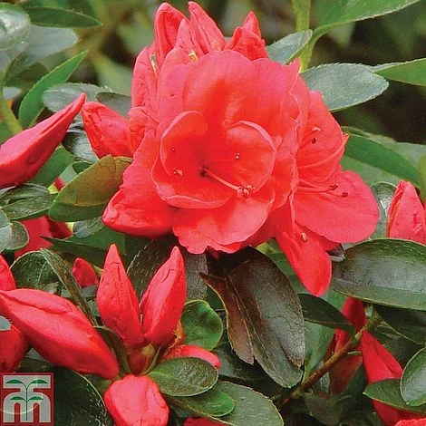 Azalea 'Dwarf Collection' 2 Azalea 'Dwarf Collection' - Image 2