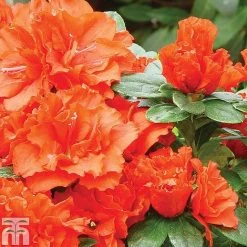 Azalea 'Dwarf Collection' 9 Azalea 'Dwarf Collection' -plant z AZAL T51901 A h