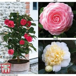 Camellia 'Blooming Wonder' Trio