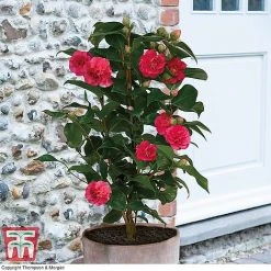 Camellia 'Blooming Wonder' Trio -plant z Camellia Blooming Wonder Red