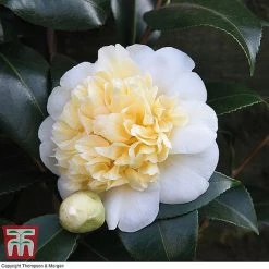 Camellia 'Blooming Wonder' Trio -plant z Camellia Blooming Wonder White