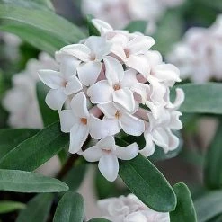 Daphne Fragrance Duo -plant z DAPH P93935 B h31