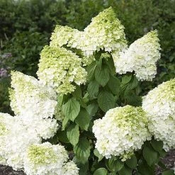 Hydrangea Paniculata 'Magical Moonlight' -plant z HYDR V57907 A h
