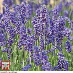 Lavender Collection -plant z LAVE T44635 B51