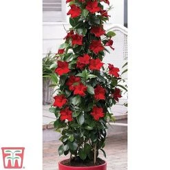 Mandevilla Sanderi 'Bloom Bells®' Trio -plant z MAND TKA6593 A