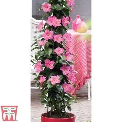 Mandevilla Sanderi 'Bloom Bells®' Trio -plant z MAND TKA6594 A