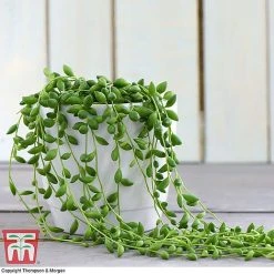 Hanging Houseplant Collection -plant z SENE tka8317 D