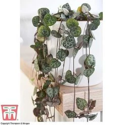 Hanging Houseplant Collection -plant z STRI KA8603 A
