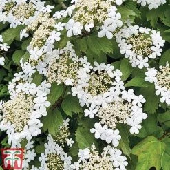 Viburnum Duo -plant z VIBR T14749 C