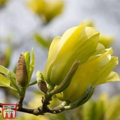 Magnolia X Brooklynensis 'Yellow Bird' -plant z yellow11