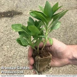 Alstroemeria 'Valley' Collection (Summer Paradise Series) -plant zalstro jumbo size19