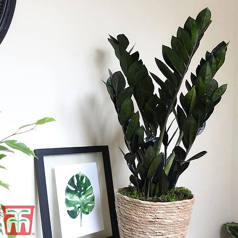 Zamioculcas Zamiifolia Raven 2 Zamioculcas Zamiifolia Raven - Image 2